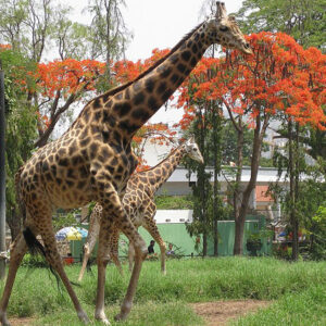 Amirthi Zoological Park Vellore