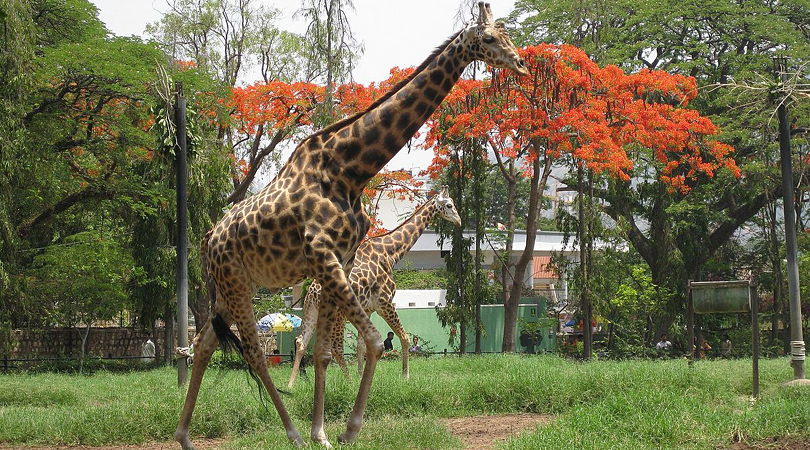 Amirthi Zoological Park Vellore