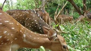 Amirthi Zoological Park Vellore