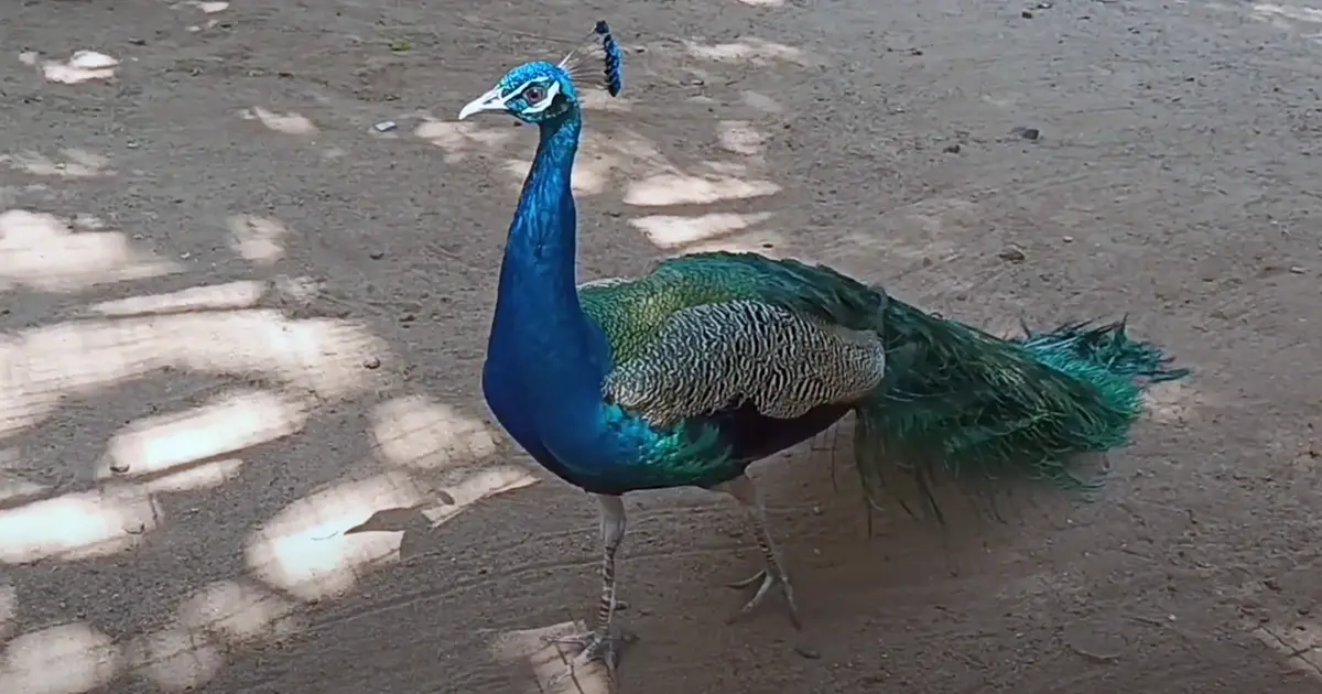 Amirthi Zoological Park Vellore