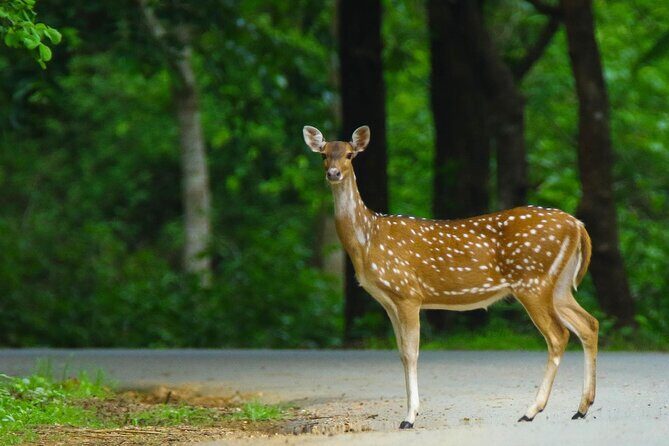 Anshi National Park - Image 3
