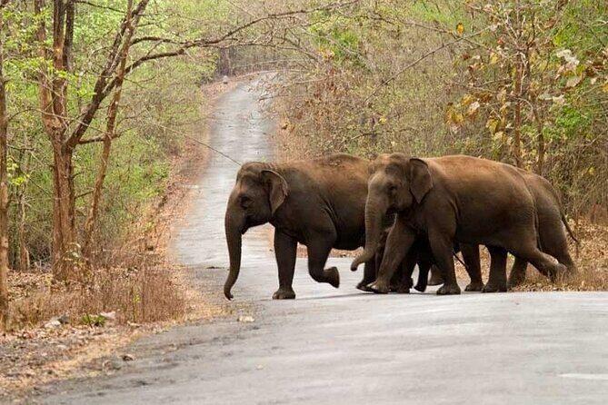 Anshi National Park - Image 4