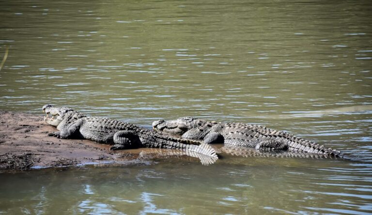 Anshi National Park - Image 5
