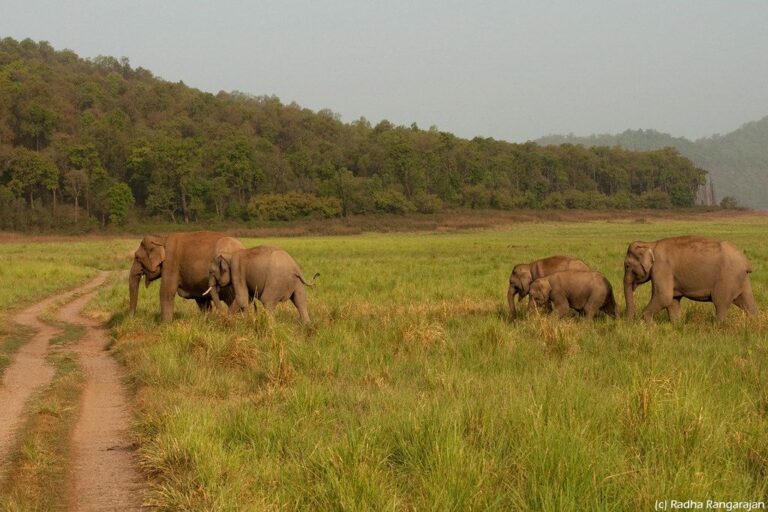 Balpakram National Park - Image 4