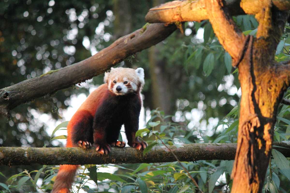 Balpakram National Park - Image 5