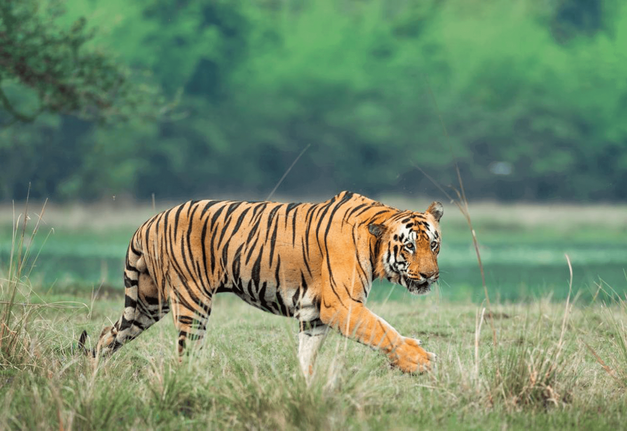 Bandhavgarh National Park - Image 2