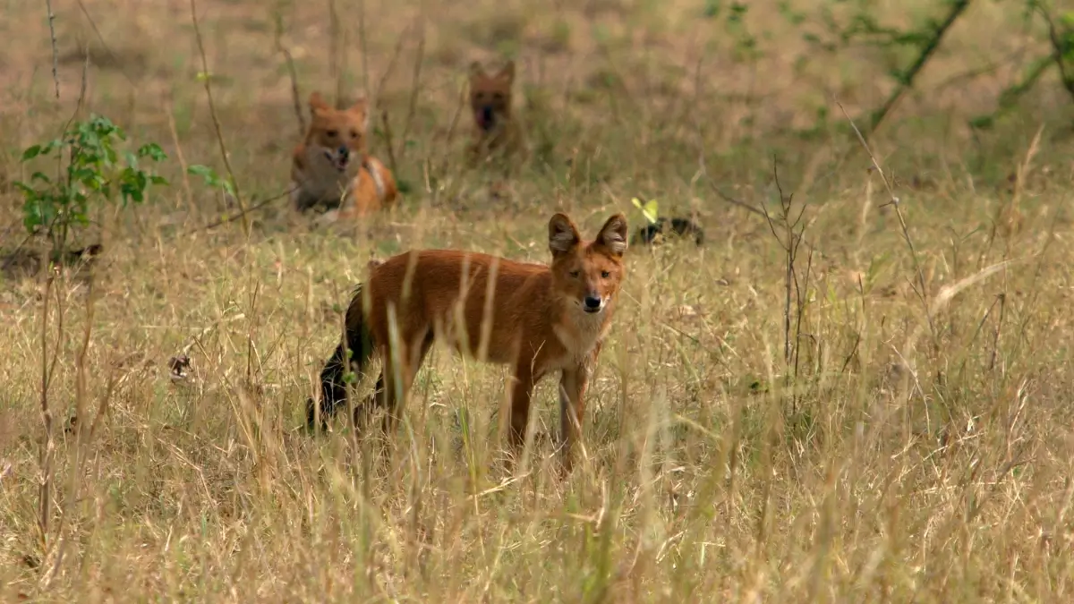 Bandhavgarh National Park - Image 3