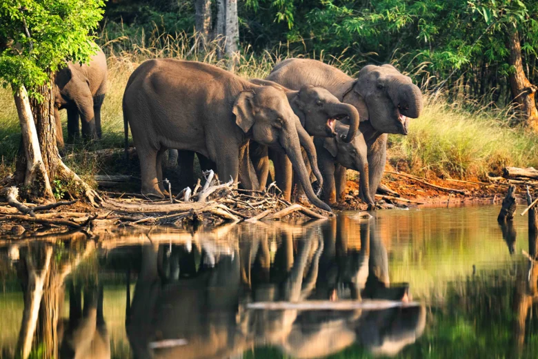 Bandhavgarh National Park - Image 4