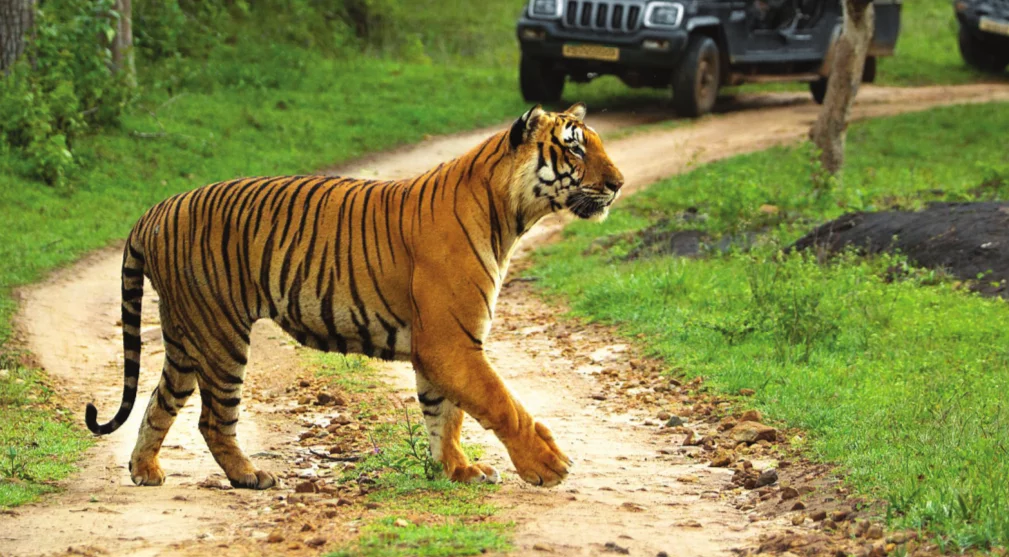 Bandipur National Park - Image 2