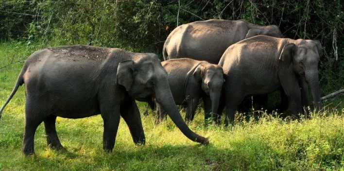 Bandipur National Park - Image 3