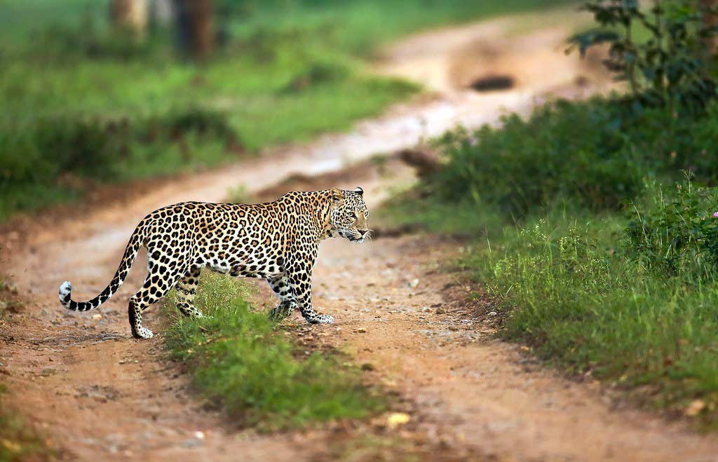 Bandipur National Park - Image 4
