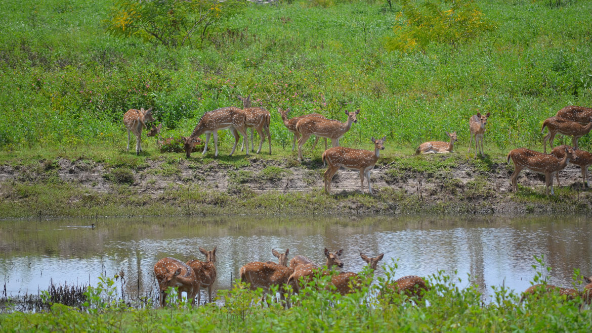 Bandipur National Park - Image 5