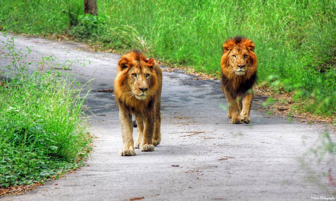 Bannerghatta Biological Park - Image 4