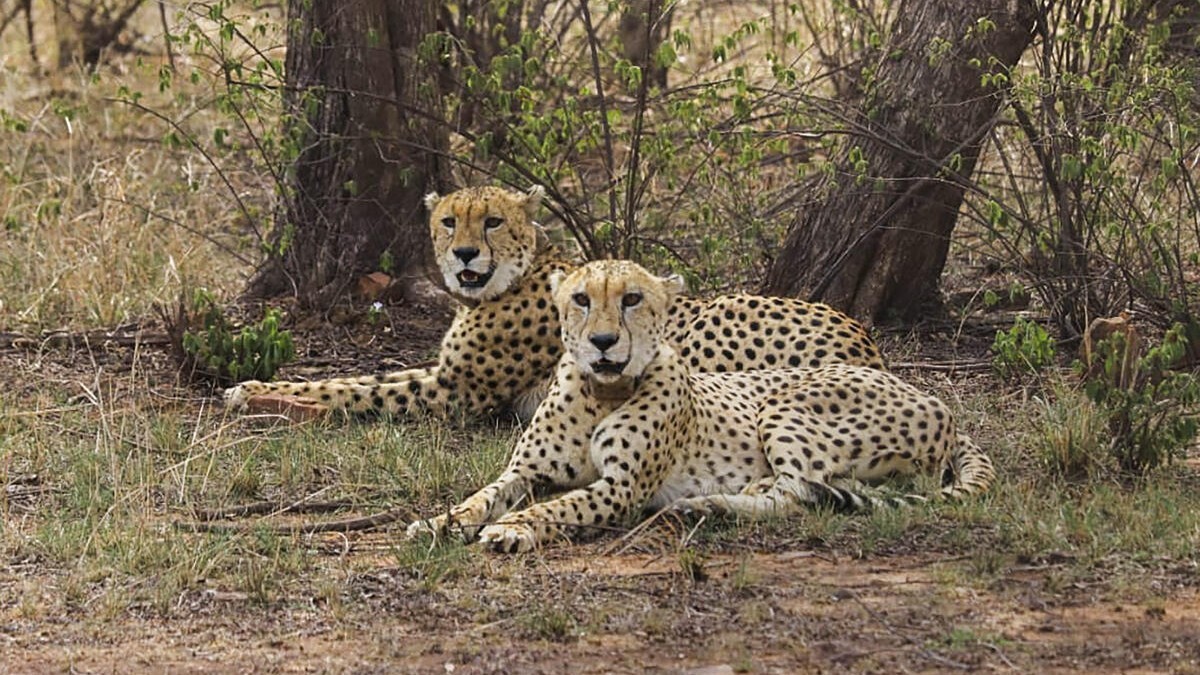 Bannerghatta Biological Park - Image 5