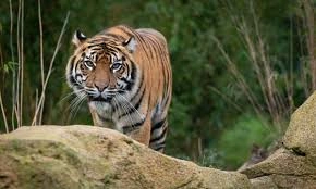 Betla National Park - Image 2