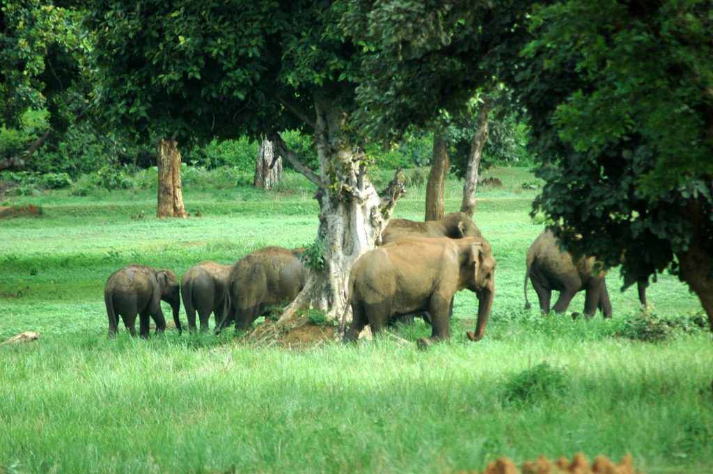 Betla National Park - Image 3