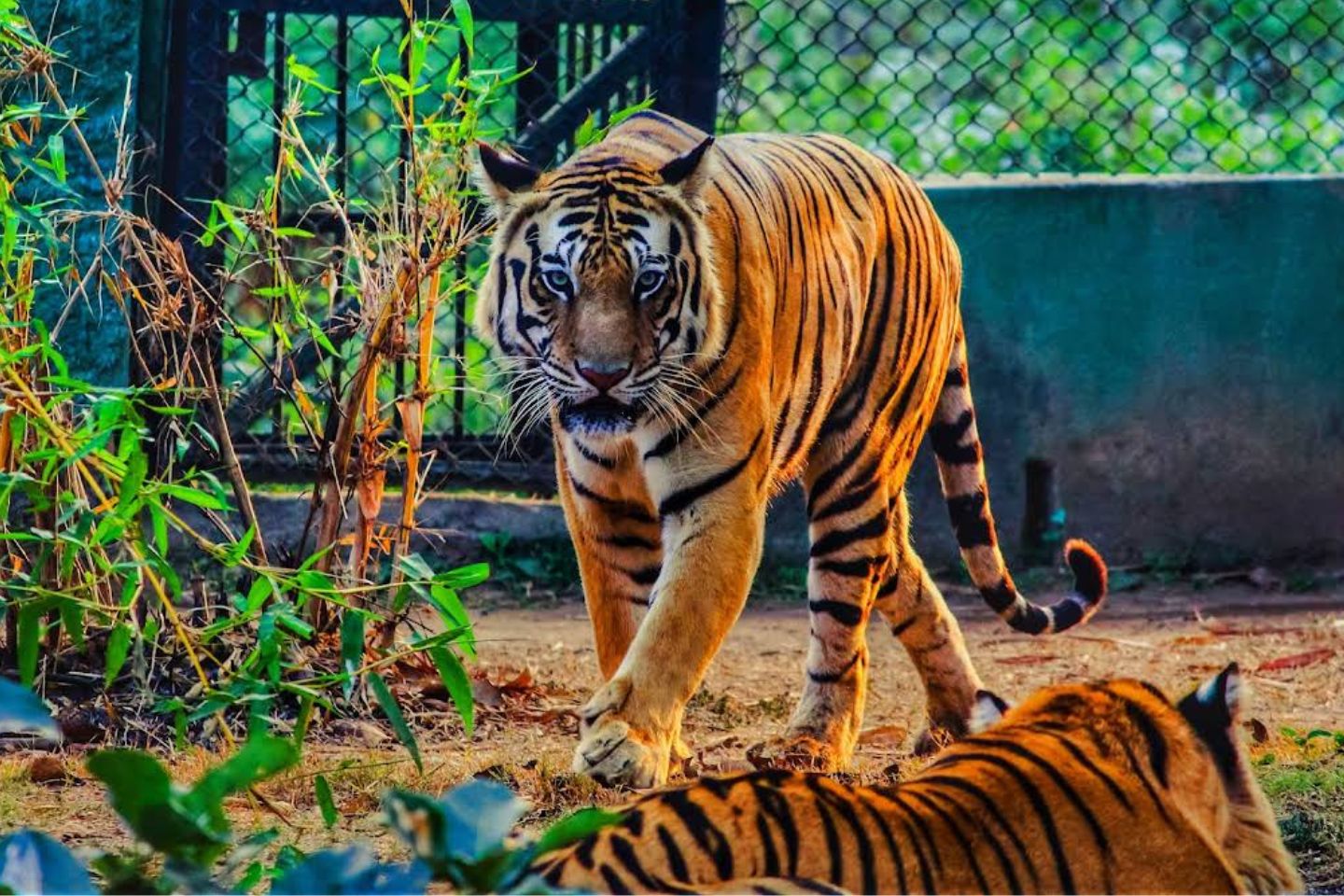 Nandankanan Zoological Park (Bhubaneswar Zoo) - Image 2
