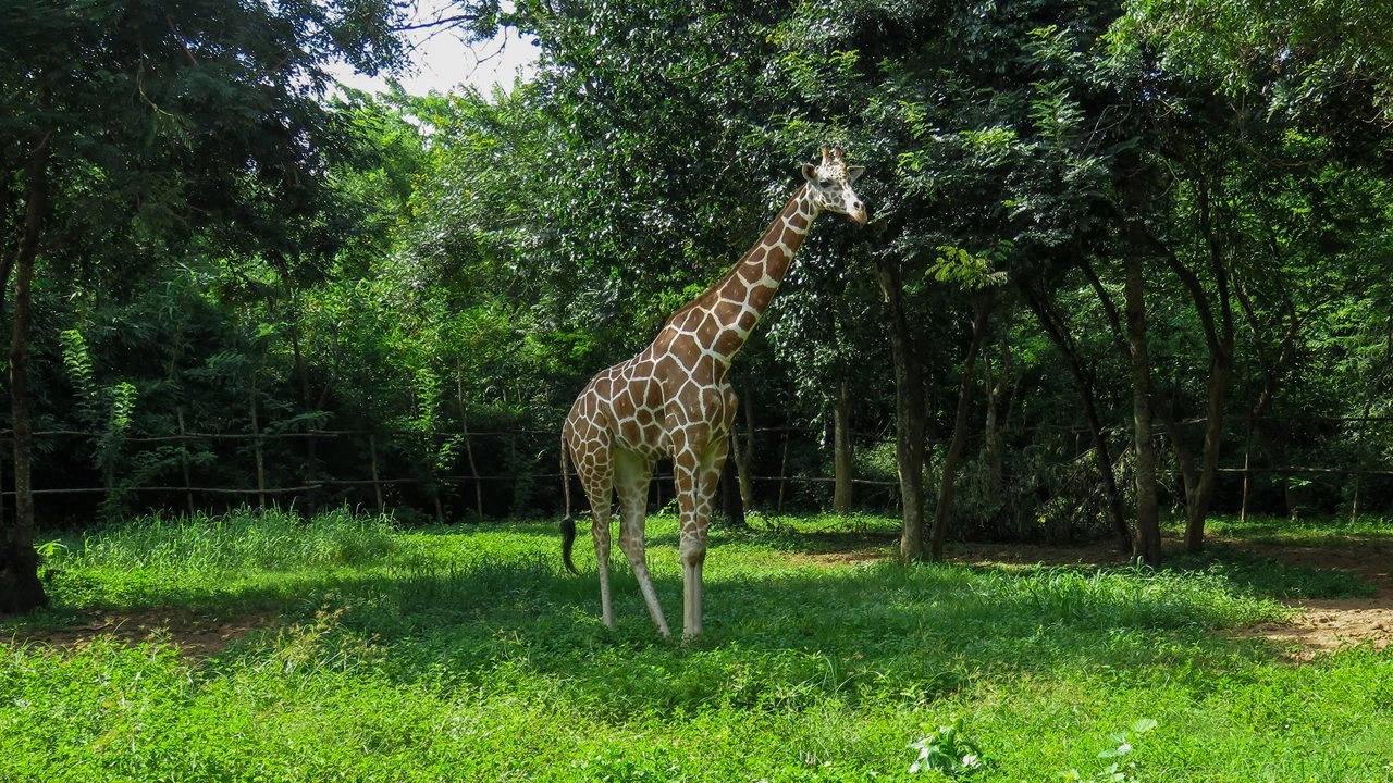 Nandankanan Zoological Park (Bhubaneswar Zoo) - Image 3