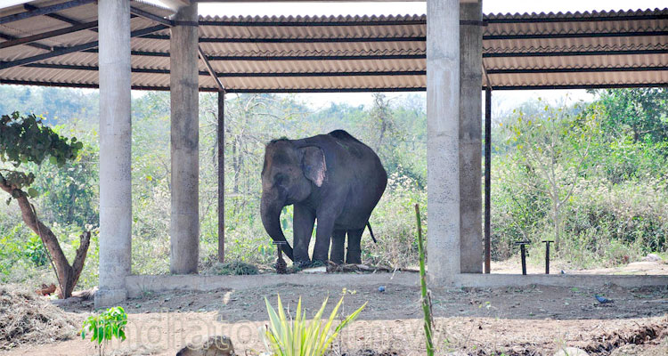 Nandankanan Zoological Park (Bhubaneswar Zoo) - Image 4