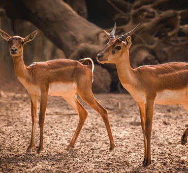 Nandankanan Zoological Park (Bhubaneswar Zoo) - Image 5