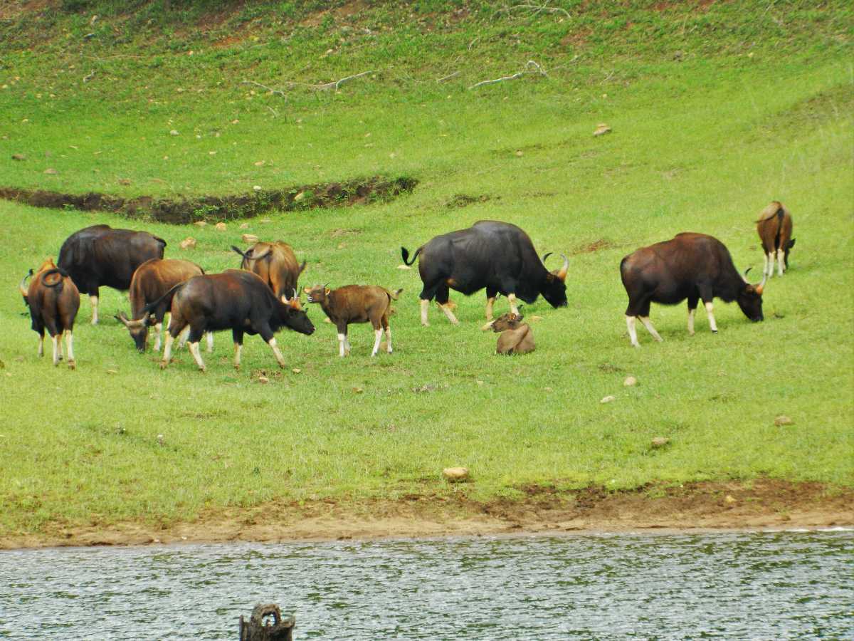 Bison National Park - Image 2