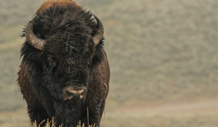 Bison National Park - Image 5