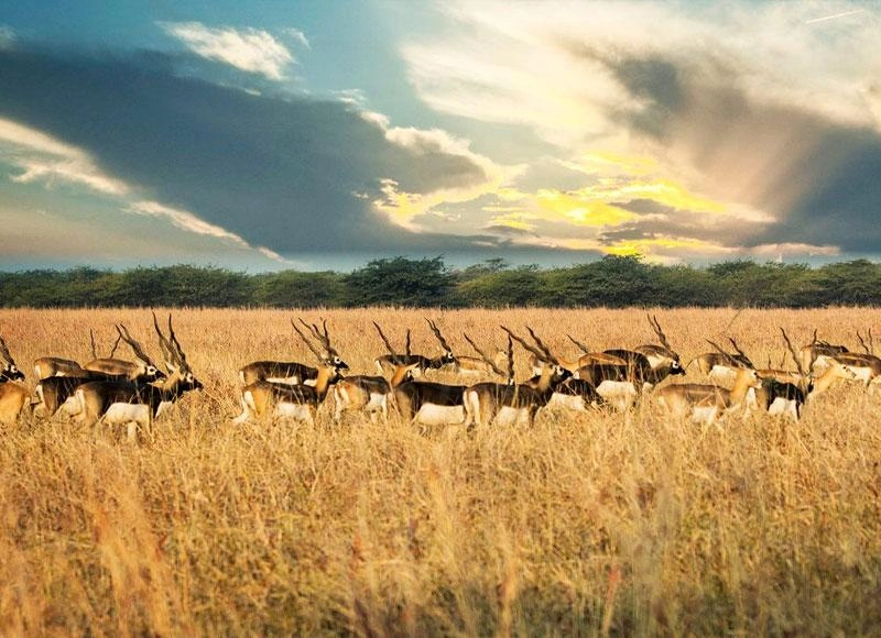 Blackbuck National Park - Image 2