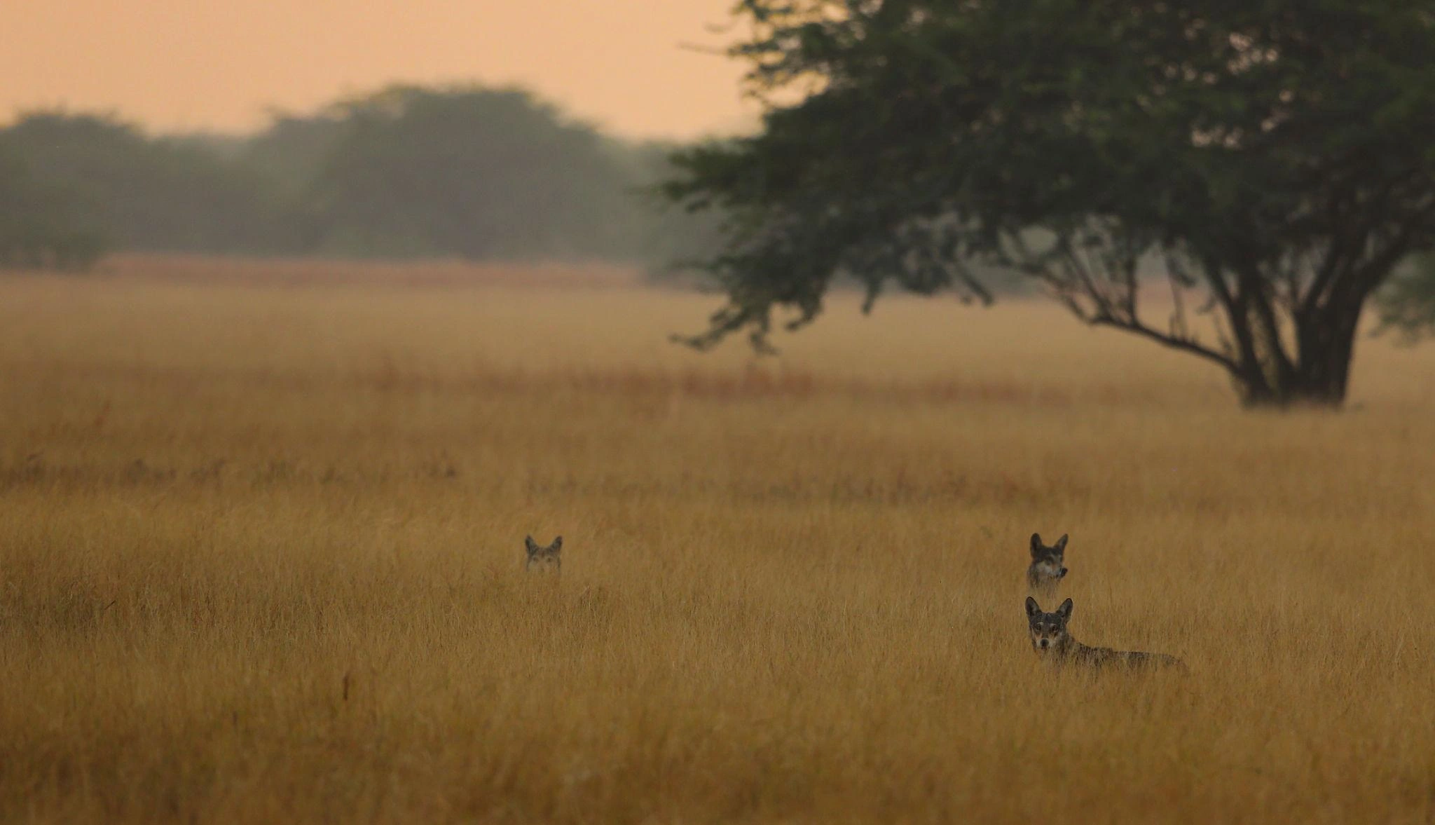 Blackbuck National Park - Image 4
