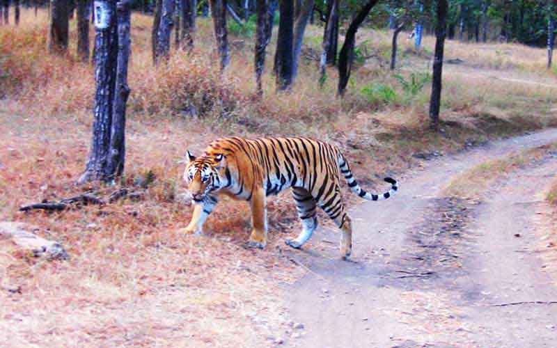 Buxa National Park - Image 2