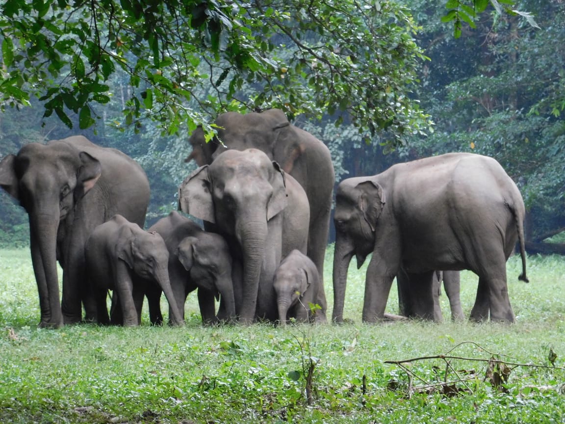 Buxa National Park - Image 3