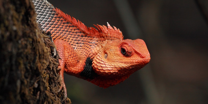 Chandoli National Park - Image 2
