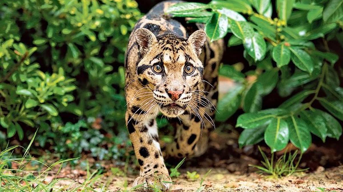 Clouded Leopard National Park - Image 2