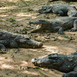 Crocodile Bank (Madras Crocodile Bank Trust) Chennai