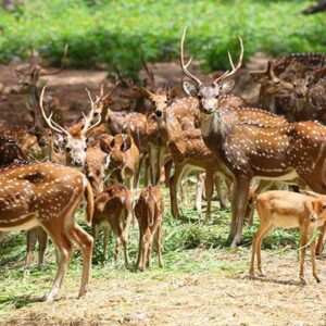 Deer Park Ooty