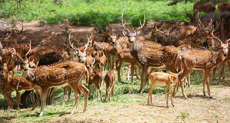 Deer Park Ooty