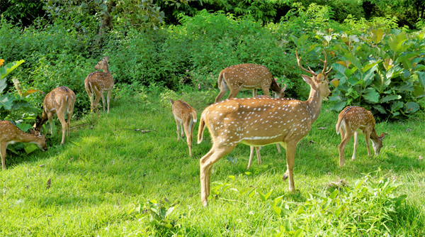 Deer Park Ooty