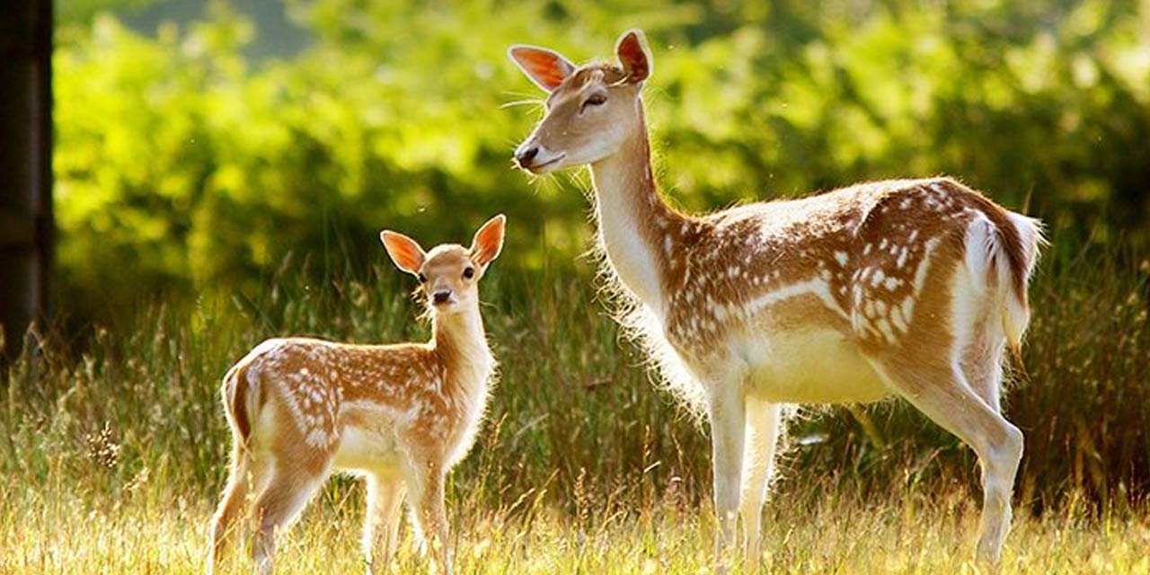 Deer Park Ooty