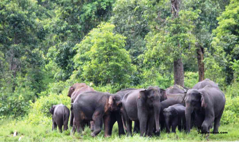 Dehing Patkai National Park - Image 2