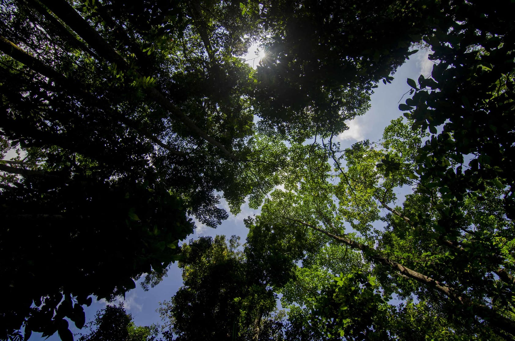Dehing Patkai National Park - Image 5