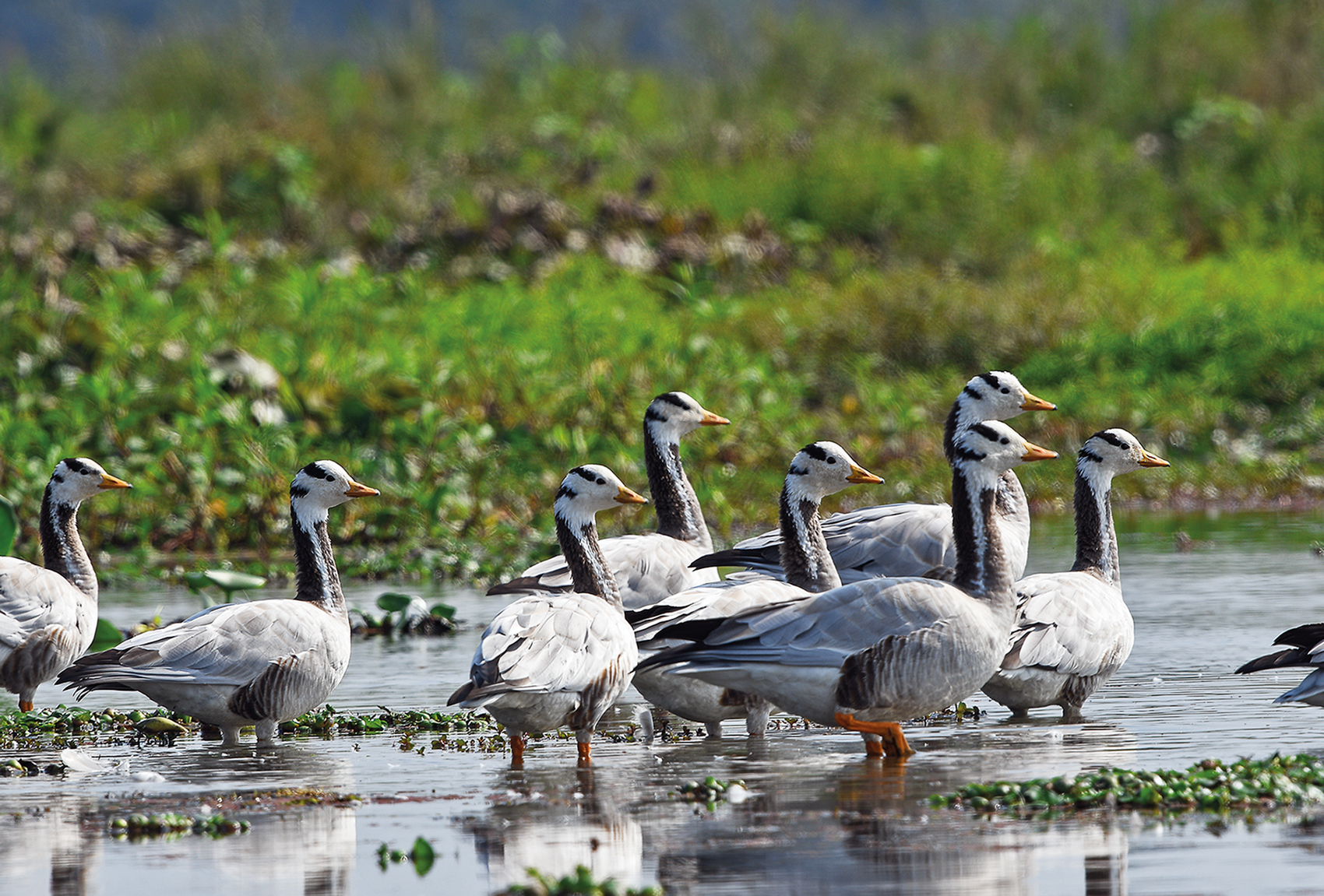 Dibru-Saikhowa National Park - Image 3