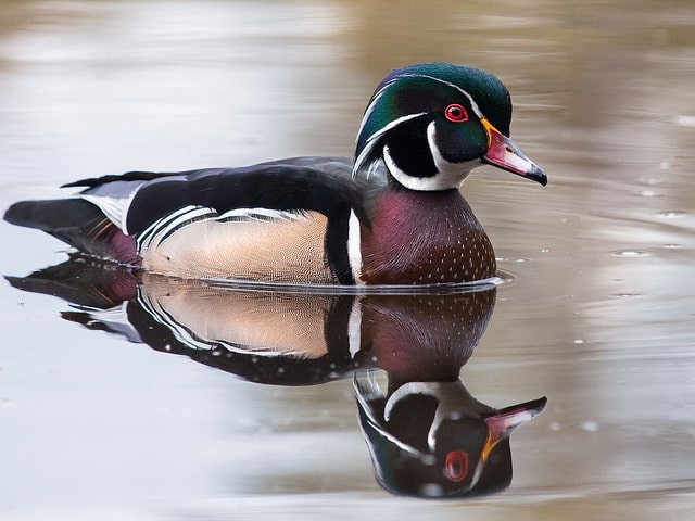 Dibru-Saikhowa National Park - Image 5