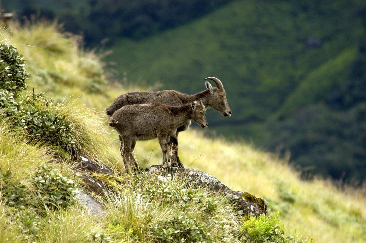 Eravikulam National Park - Image 2