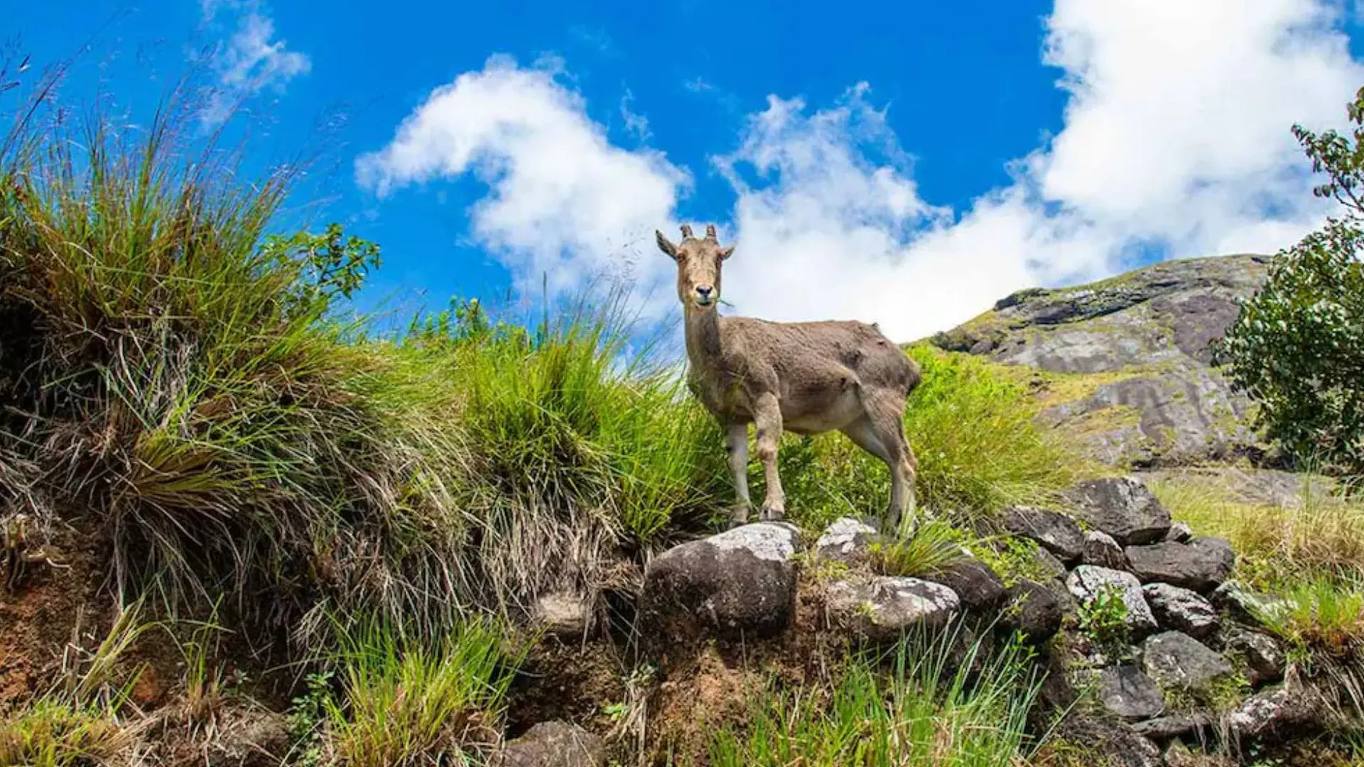Eravikulam National Park - Image 4