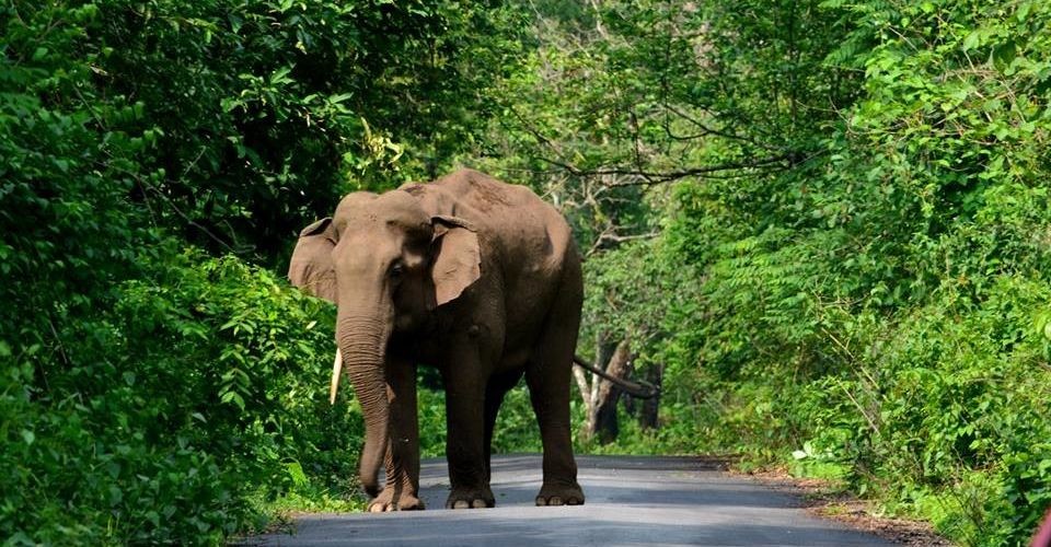 Gorumara National Park - Image 2