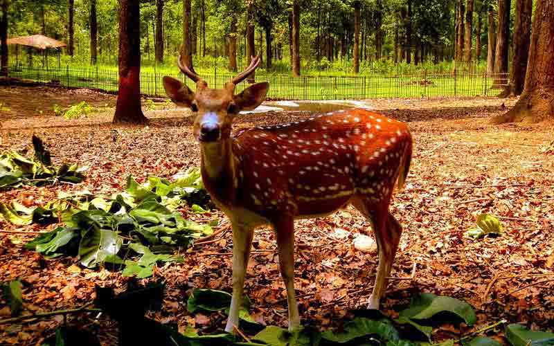 Gorumara National Park - Image 3