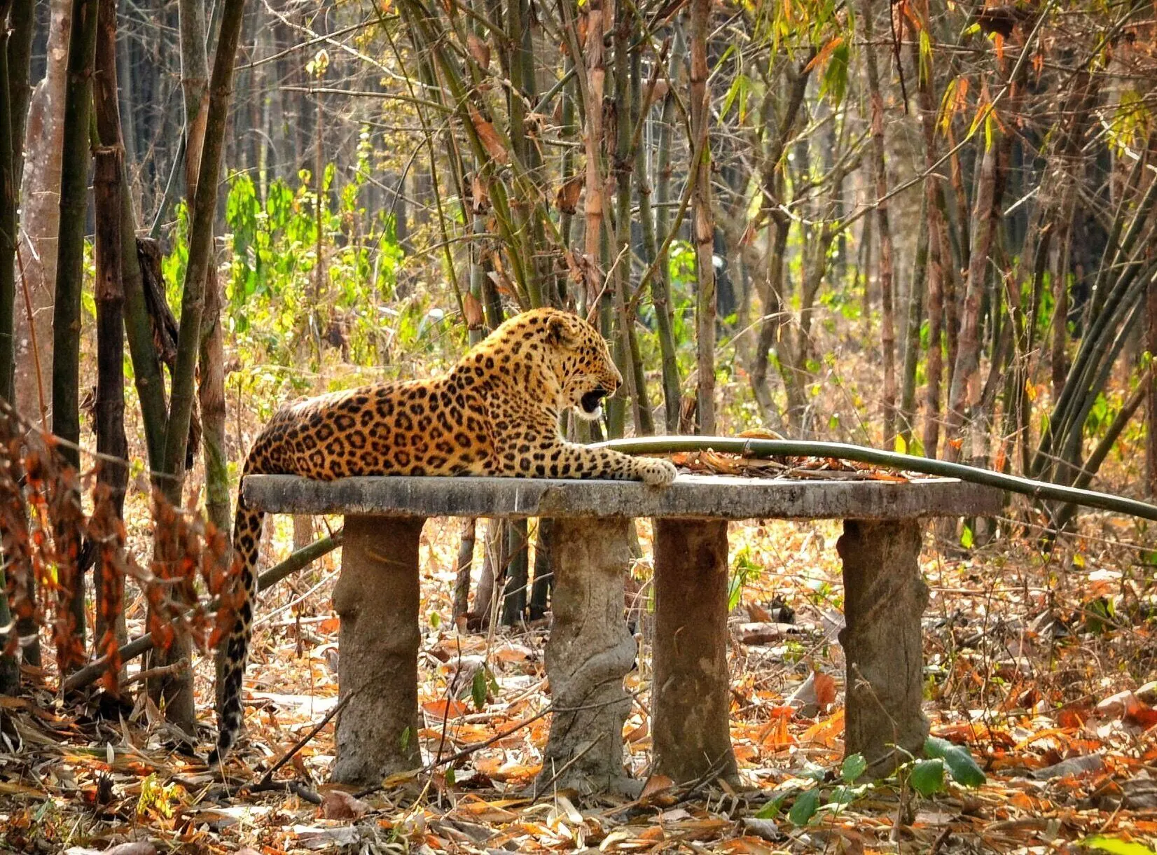 Gorumara National Park - Image 4