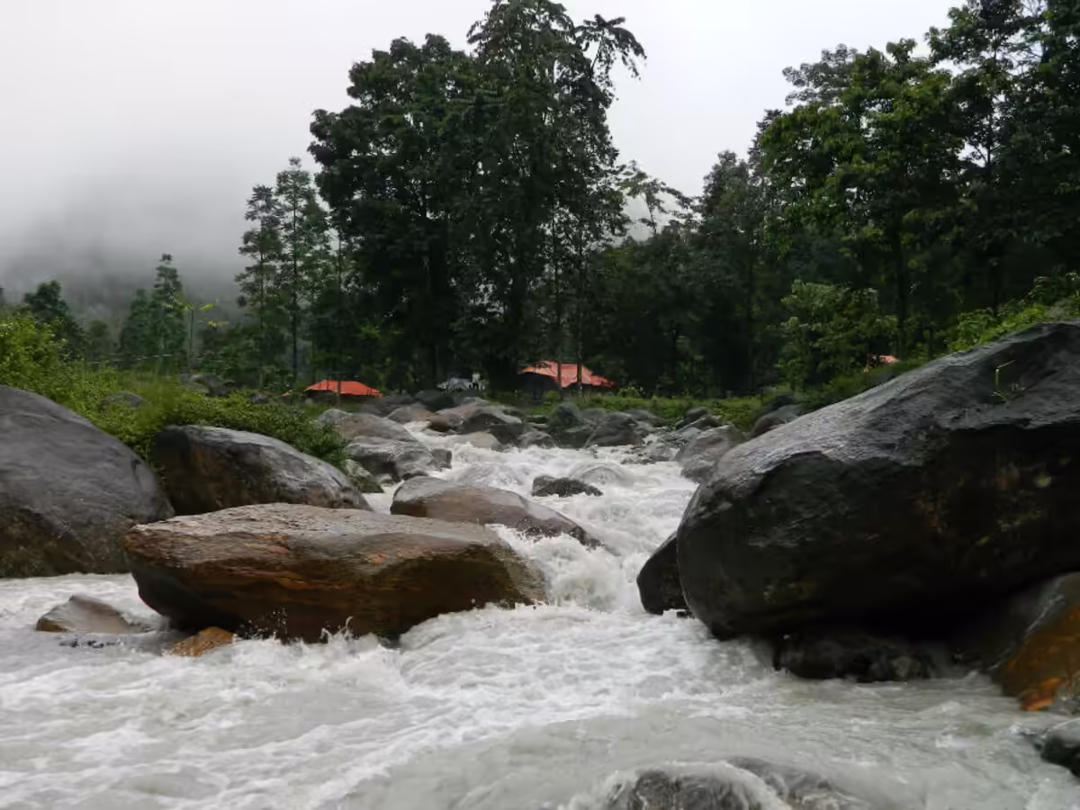 Gorumara National Park - Image 5