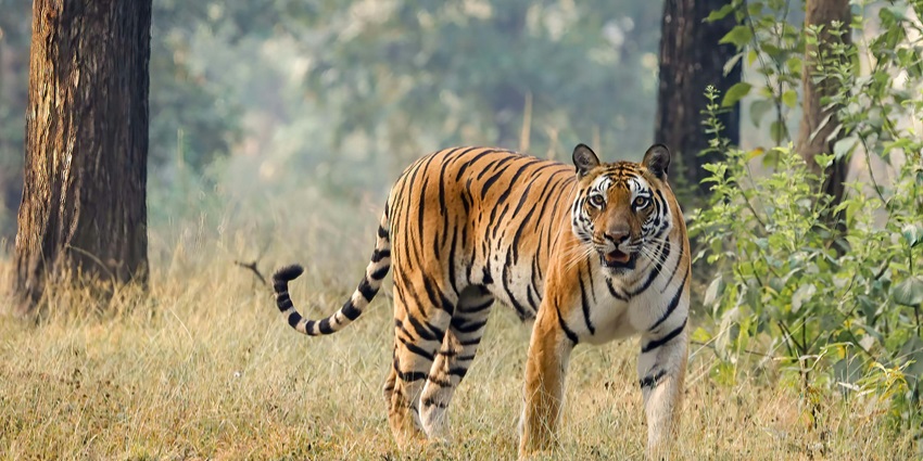 Gugamal National Park - Image 2