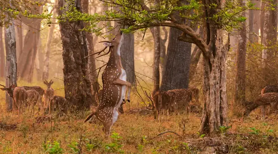 Gugamal National Park - Image 3