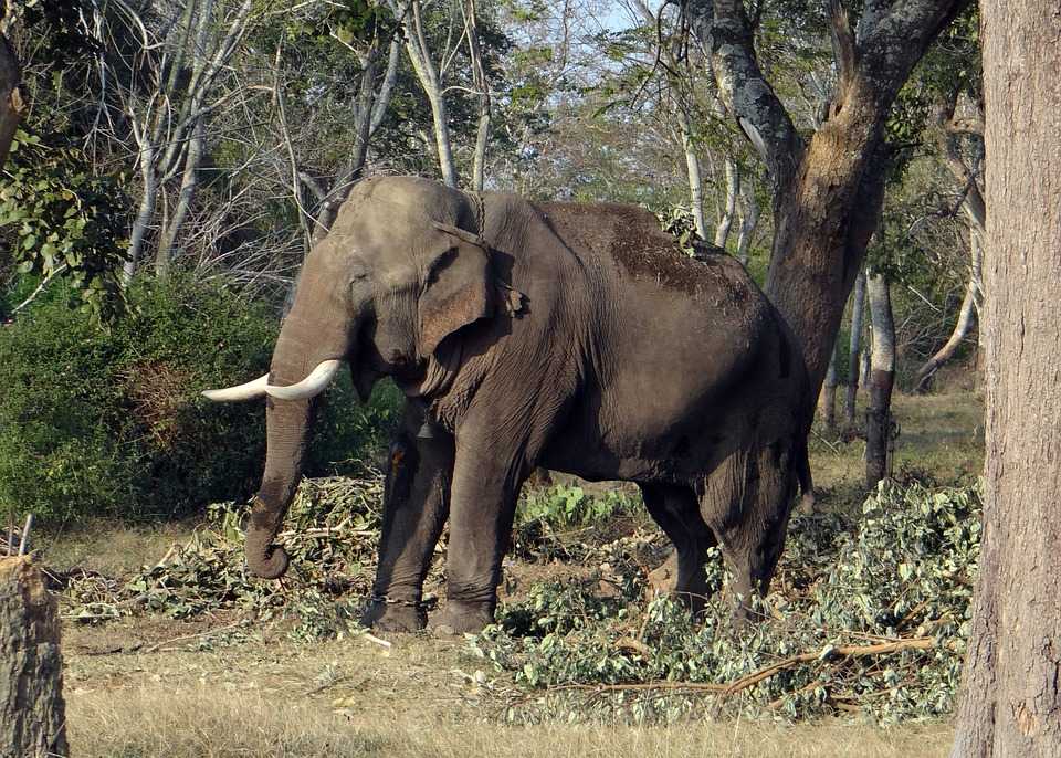 Gugamal National Park - Image 5